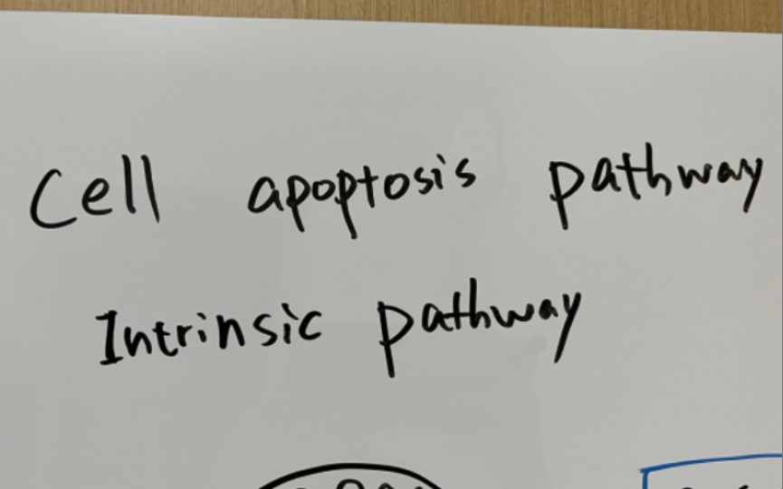 [图]Cell apoptosis pathway 细胞自噬