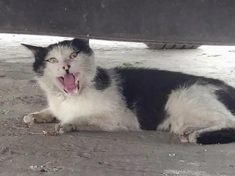 来自一只猫咪的压迫感!
