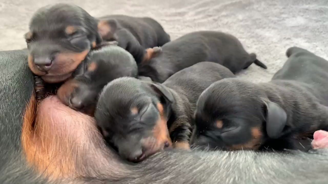 腊肠犬loulou和她出生四天的腊肠犬宝宝