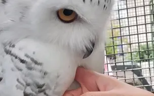 Скачать видео: 戳戳戳戳雪鸮！她穿羽绒服了，你们呢～🦉🤗