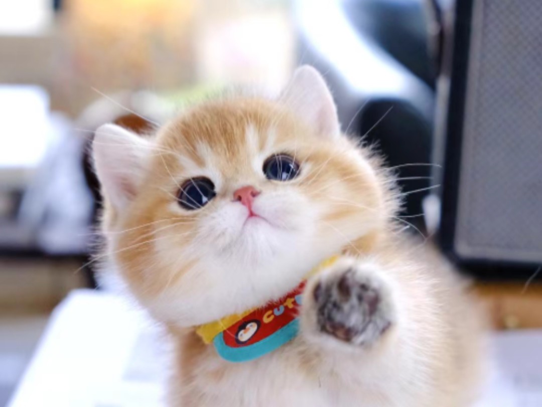 执子之爪,与子偕老 喜欢贴贴的小乖宝贝精品金渐层曼基康矮脚弟弟