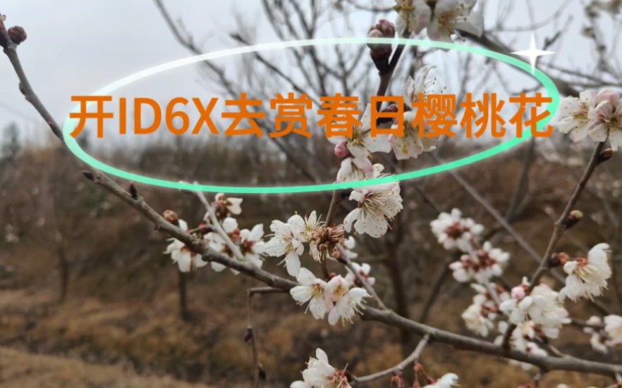 [图]开ID6X去赏春日樱桃花