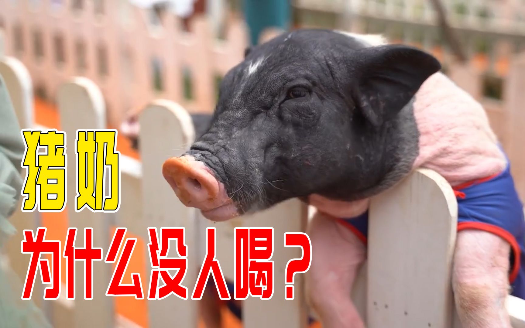 猪奶营养价值很高,为什么没人喝?看完又长知识了!