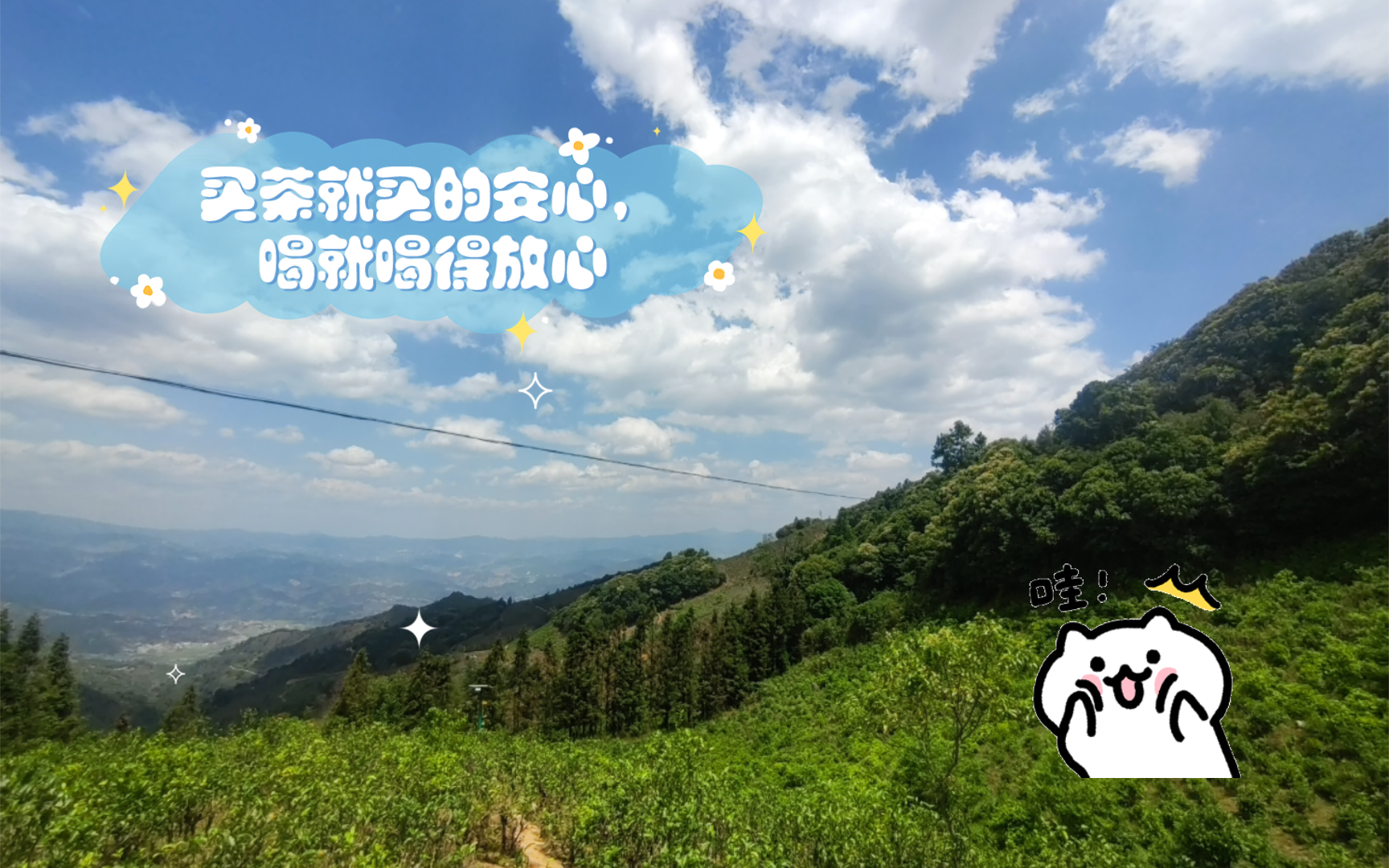 看看吧,这漫山遍野的茶树.哔哩哔哩bilibili