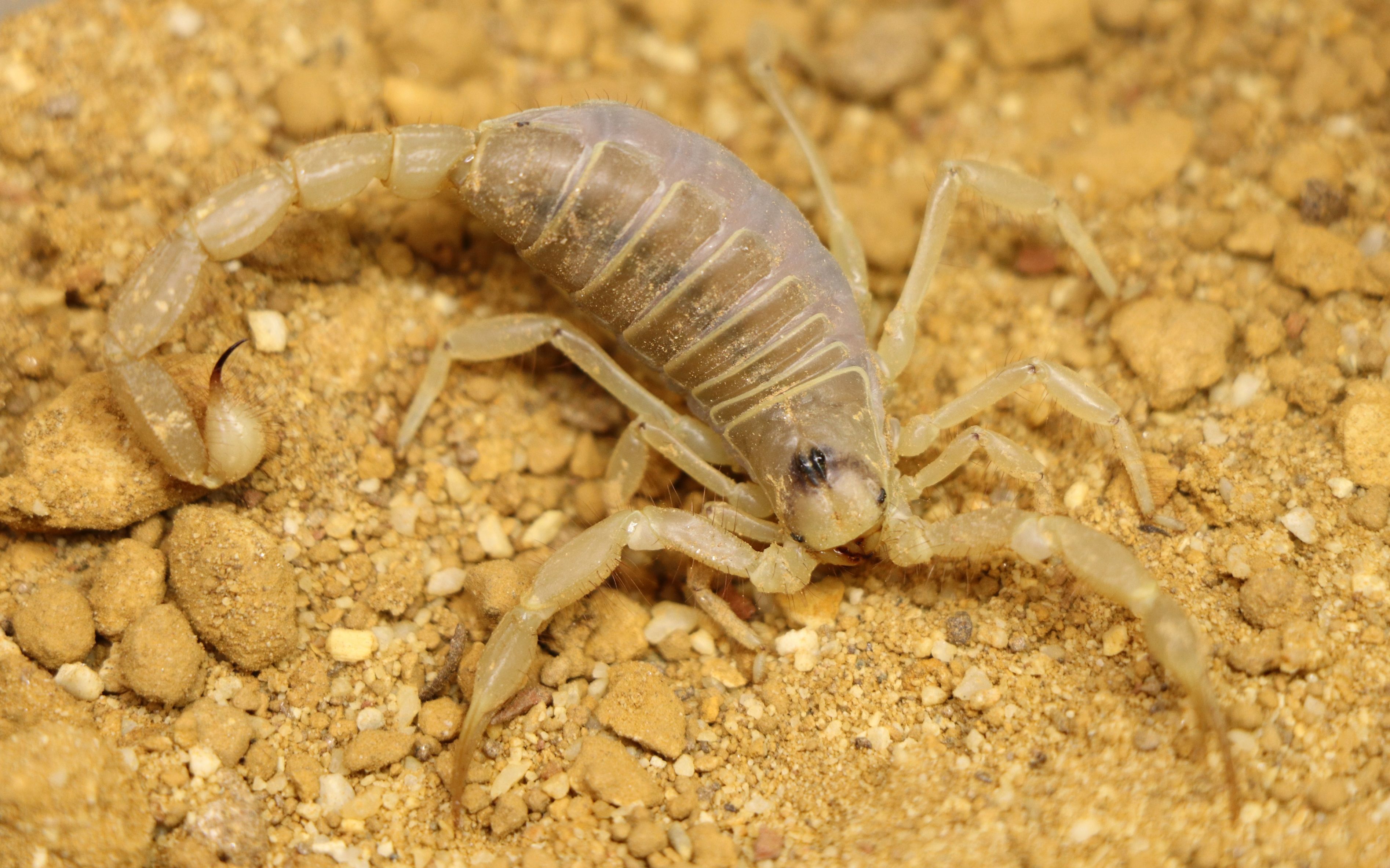 【蝎子】亚利桑那厚尾蝎(hadrurus arizonensis)警戒与恐吓姿势(正片