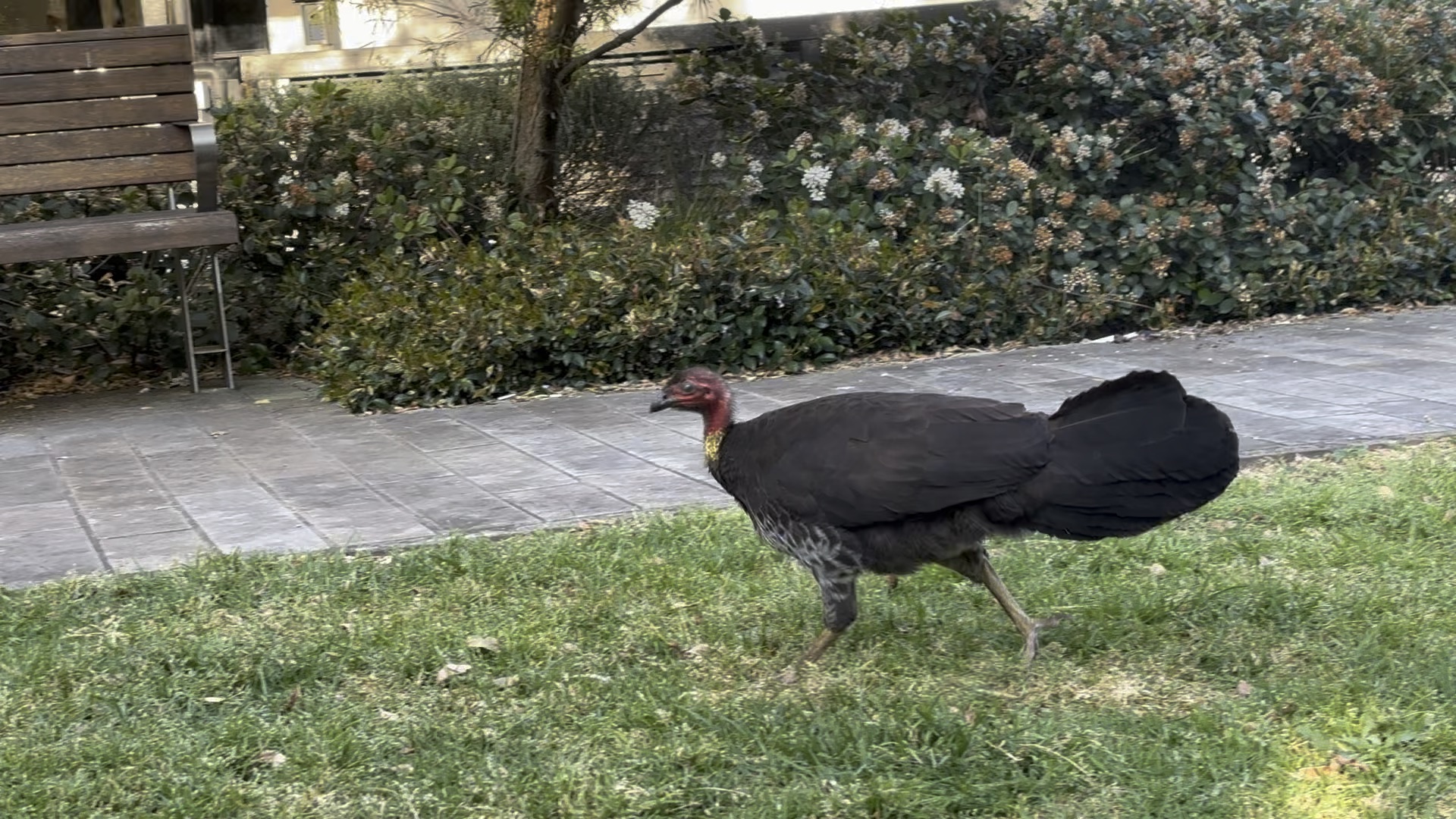 悉尼公园里的野火鸡