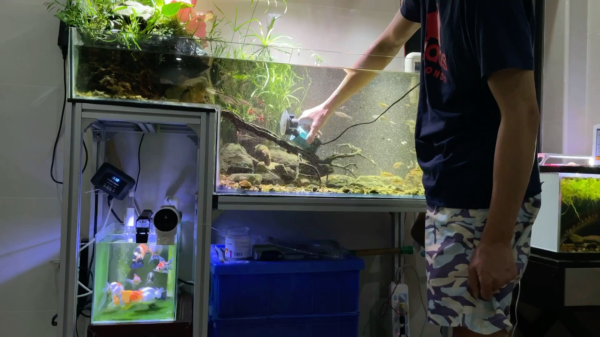 日常清理鱼缸分享一下处理细微漂浮物的办法