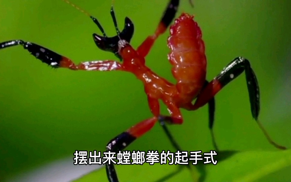 活动作品小螳螂躲过了天敌却没躲过自己的同类