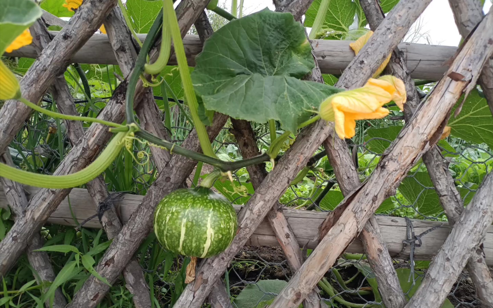 中国最北村的大窝瓜