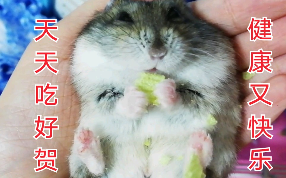 [仓鼠]吃零食的样子太可爱!舔小爪子也好治愈啊.