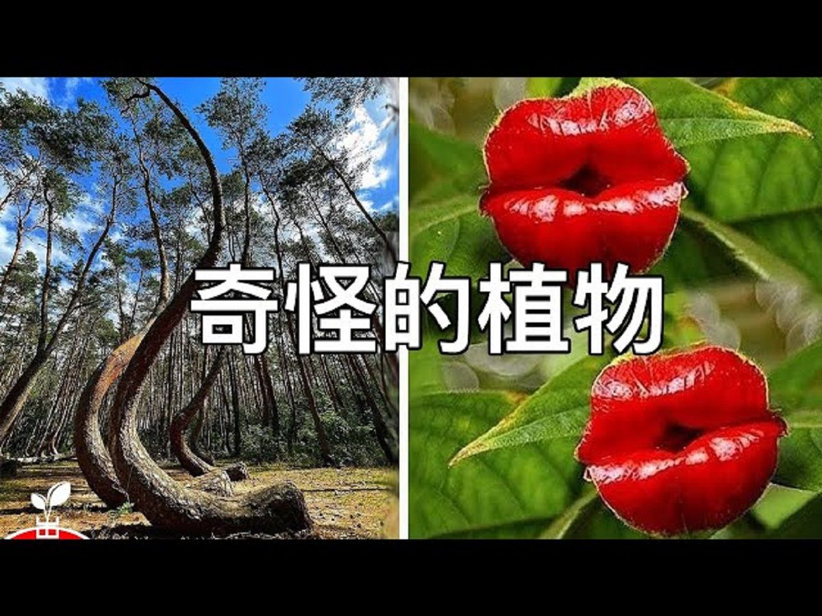 怎麽长的?这些植物让人既害怕又害羞!是真的吗?世界上最神奇的植物花朵!哔哩哔哩bilibili