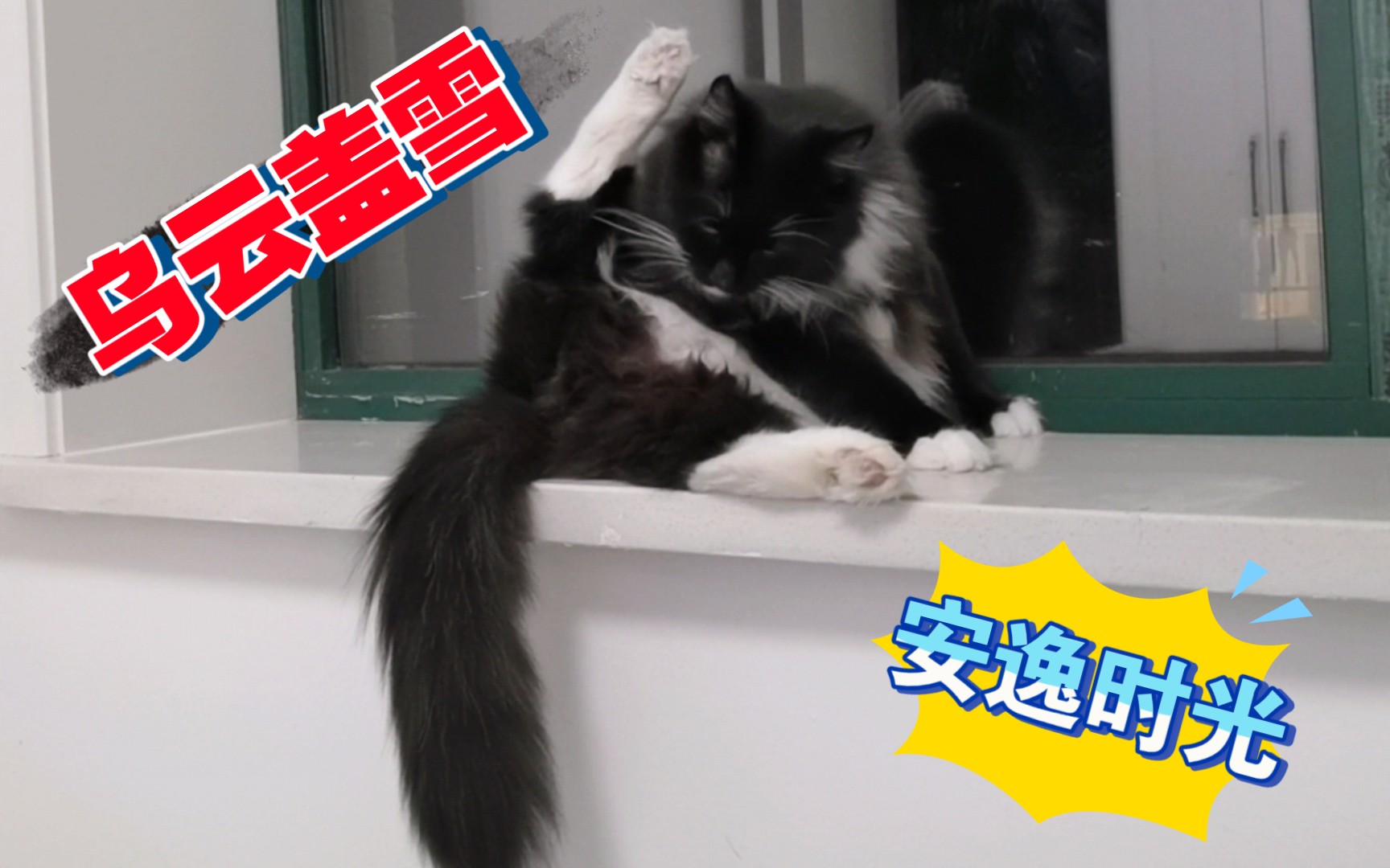 乌云盖雪猫咪的安逸时光.哔哩哔哩bilibili