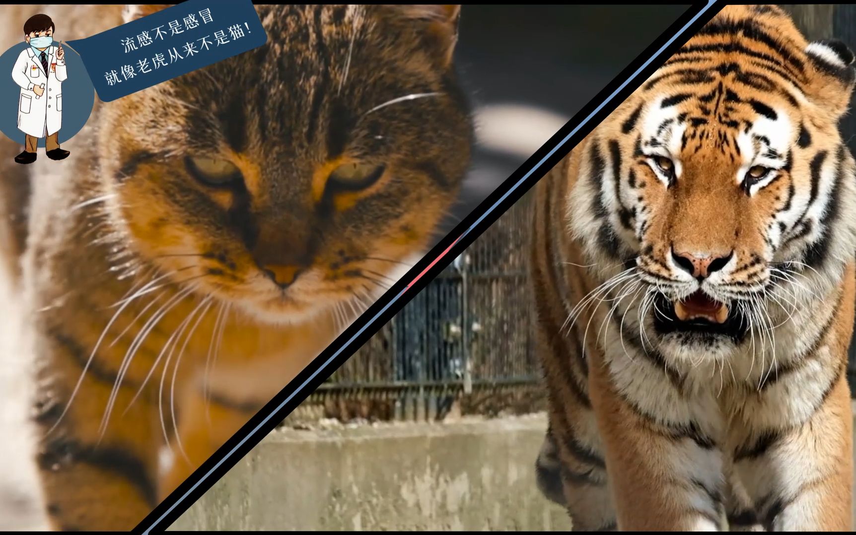老虎从来不是猫