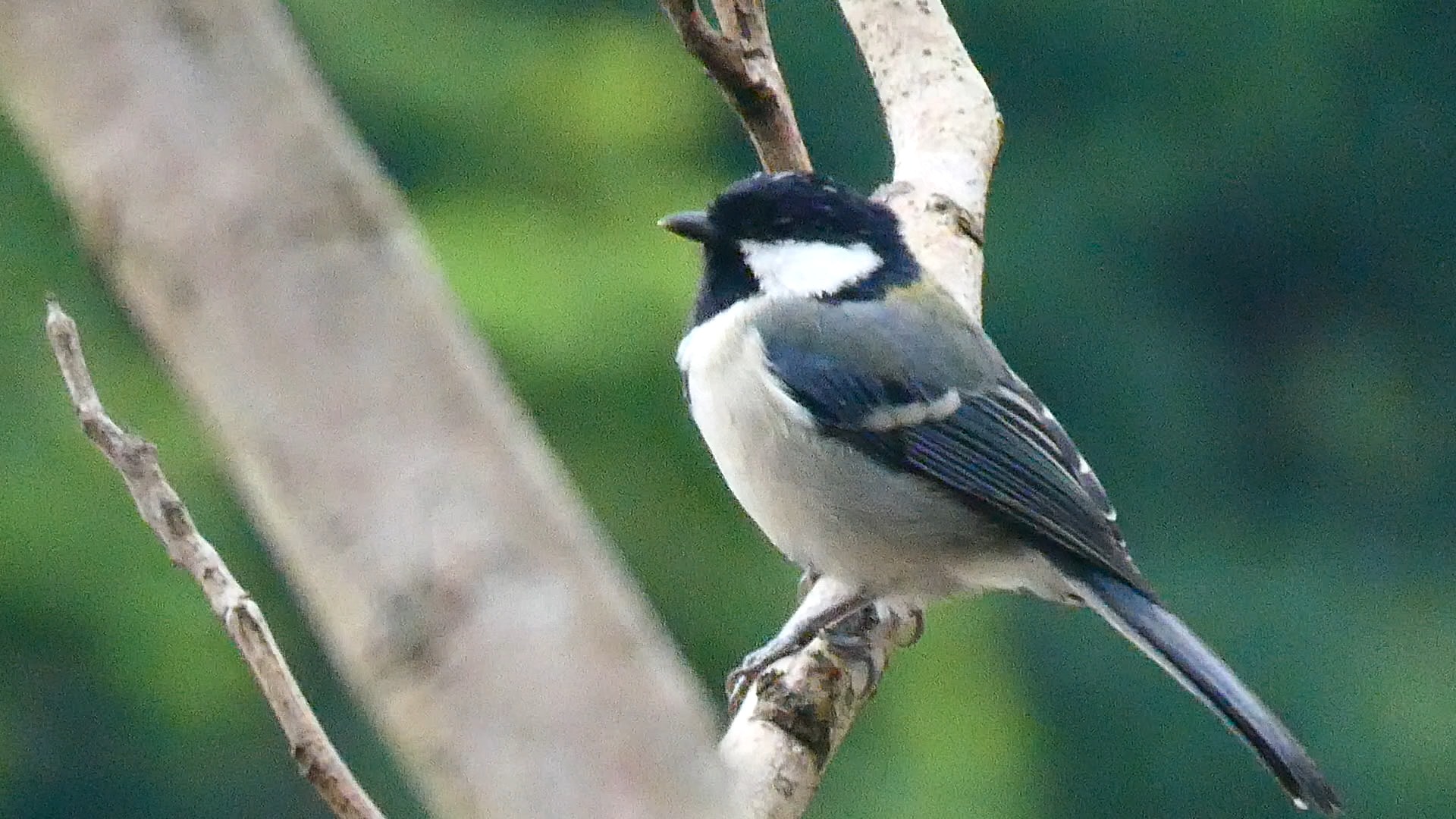 一只标准的远东山雀