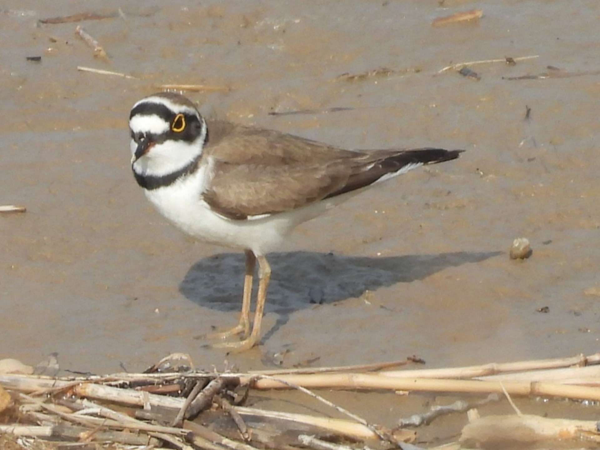 偶遇鸻鸻,没忍住录了十分钟