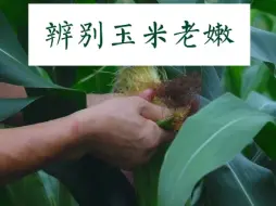 辨别玉米老嫩