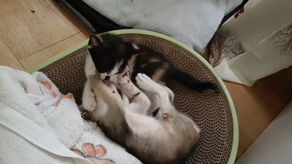 姐弟7815禁断7815pussy7815catfight7815骨科78