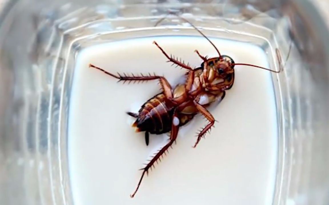 印度最新研究发明,把蟑螂做成牛奶!网友:简直太疯狂了