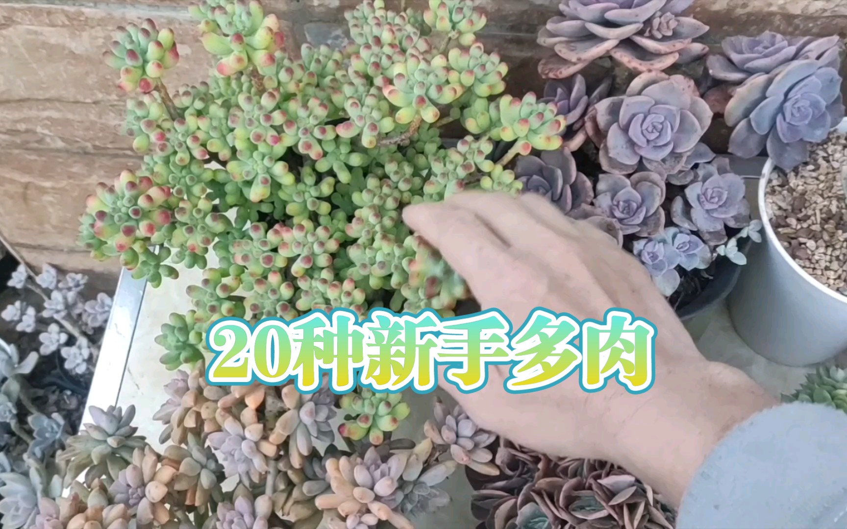 20种新手多肉植物哔哩哔哩bilibili