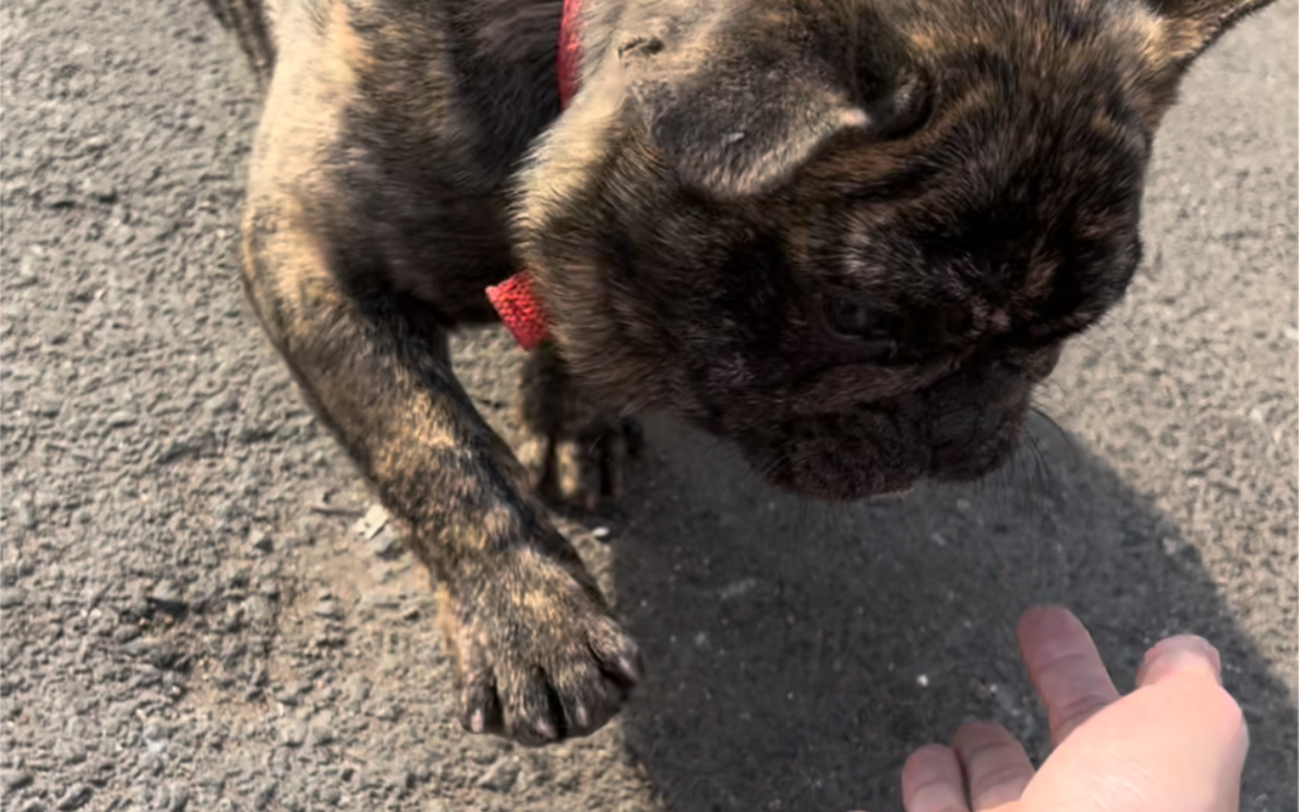 可爱的虎皮法斗