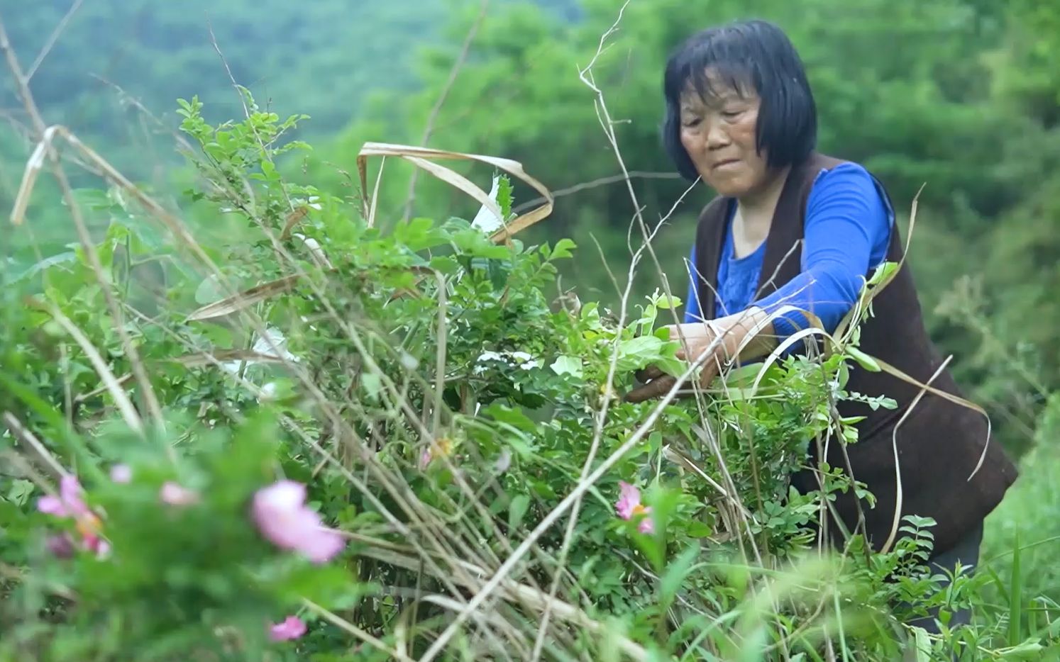农村大妈山谷采摘野花,这种花晒干泡水喝,不仅下火还解毒_哔哩哔哩