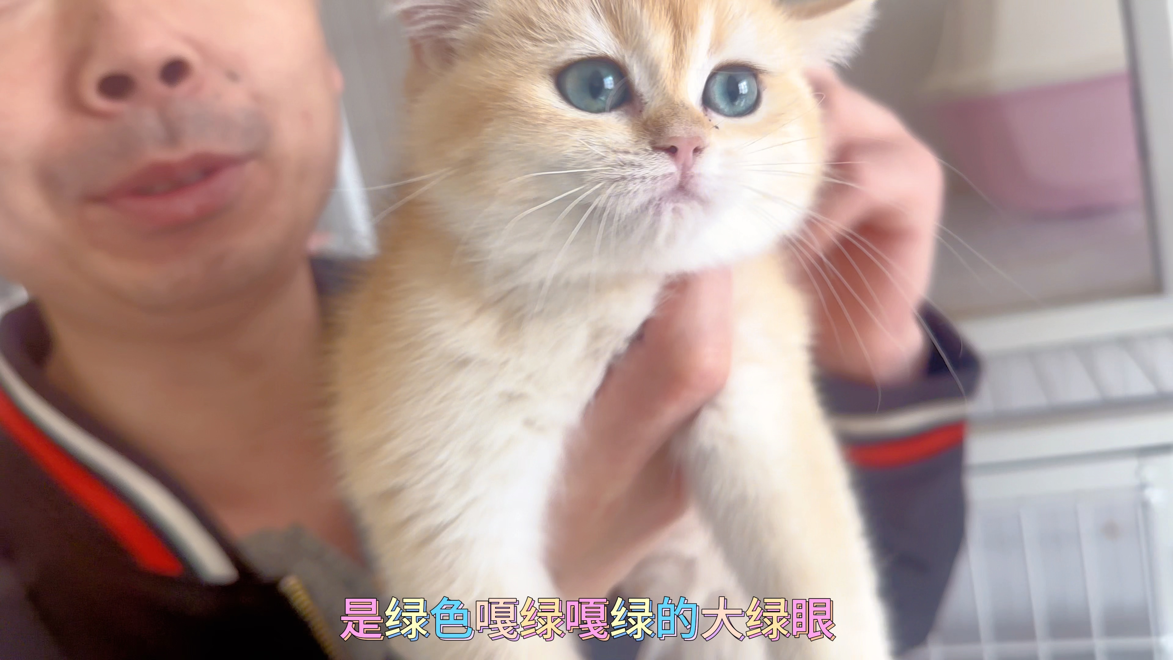 繁育级大绿眼12色金渐层