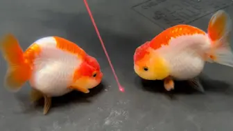 【养鱼达人】金鱼追逐激光笔！