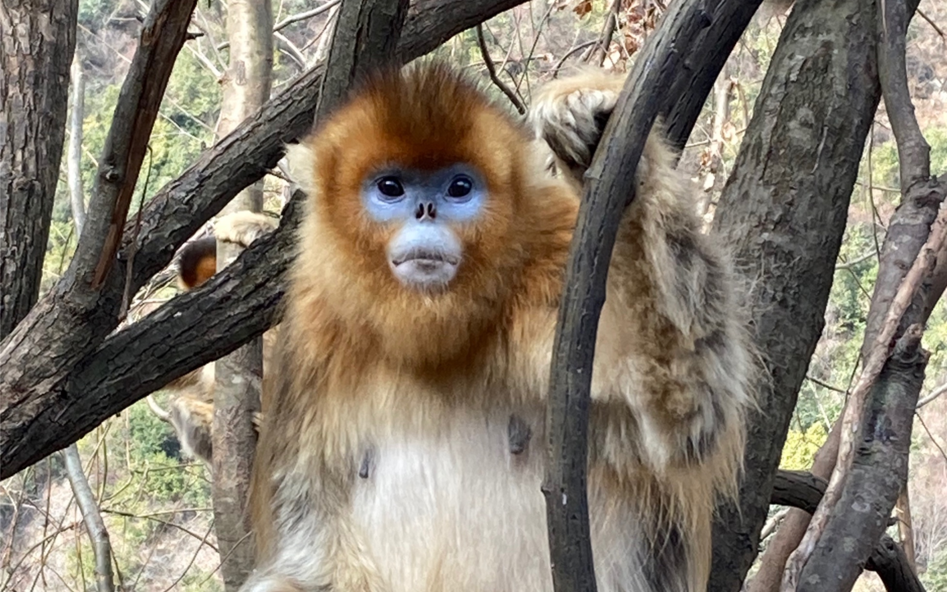 九寨沟的金丝猴太乖了