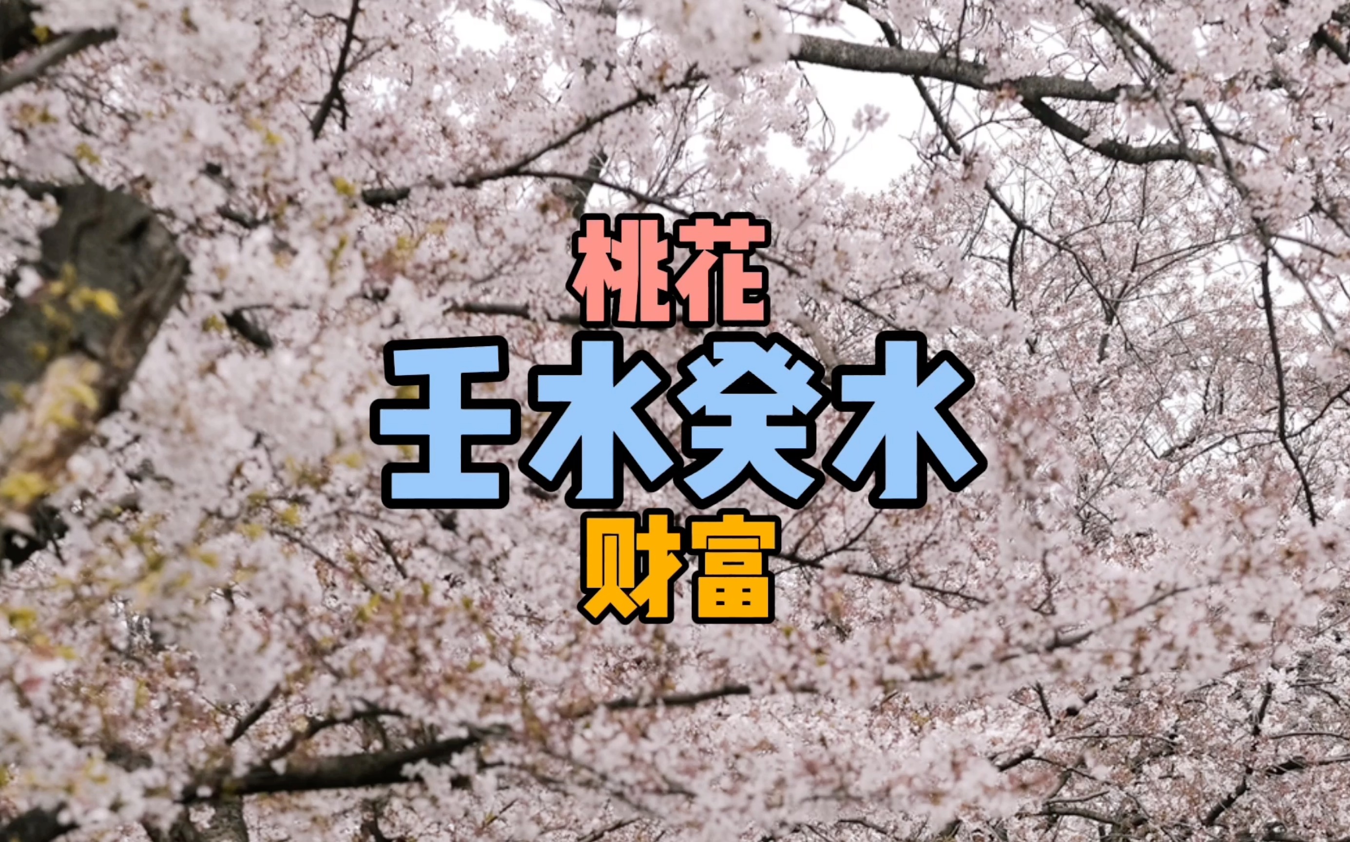 虎年桃花财富运~本命元神壬水癸水篇!哔哩哔哩bilibili