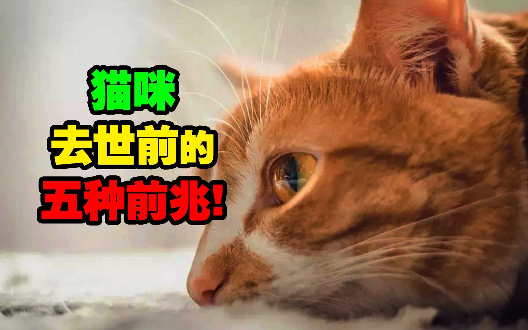 猫咪去世前会有这些前兆,你知道吗?哔哩哔哩bilibili