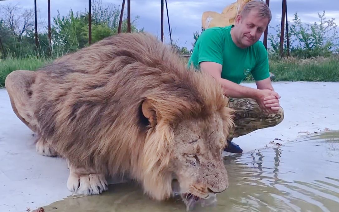 我想给狮王奇克洗澡