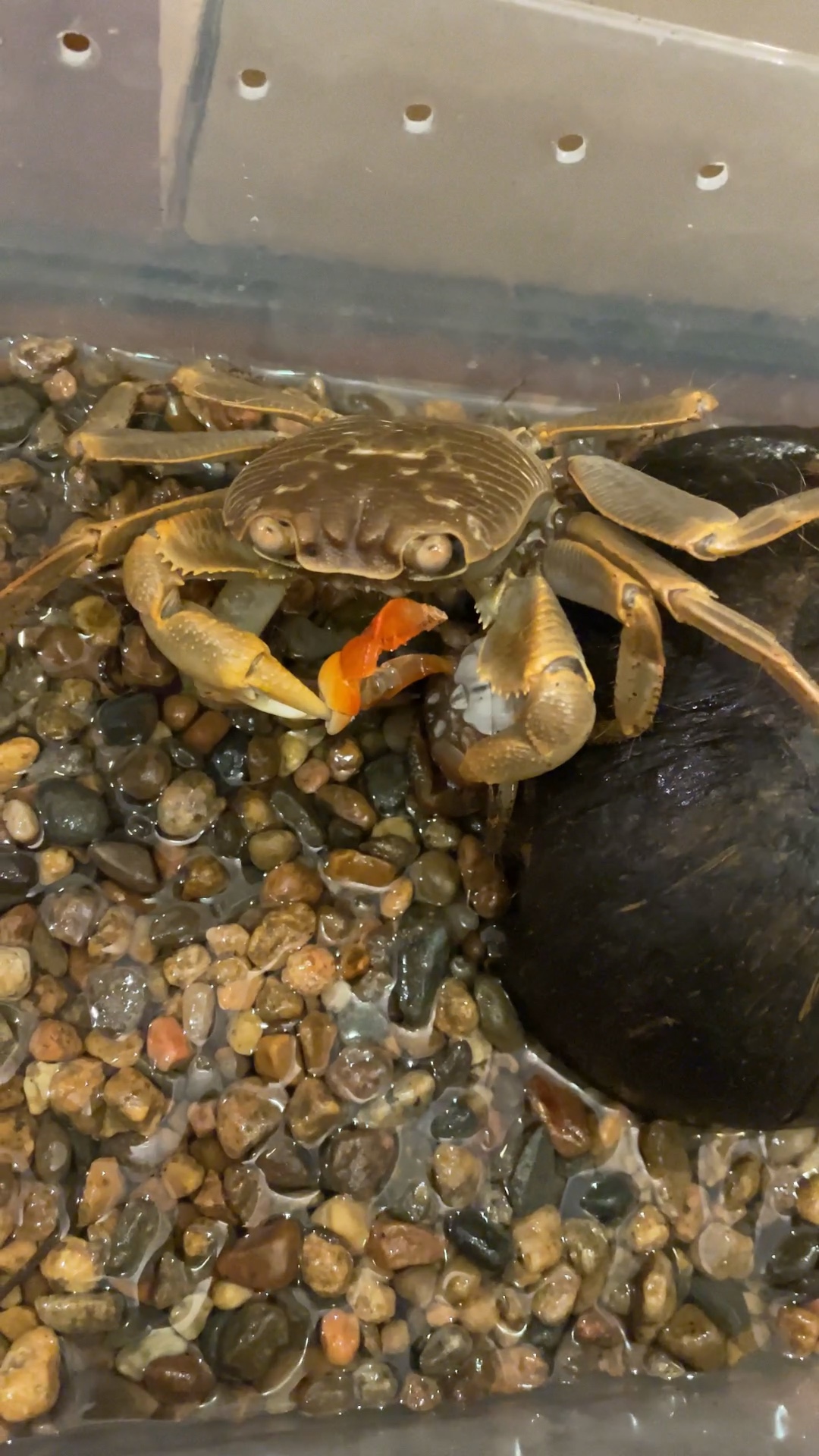 喂喂螃蟹(毛足陆方蟹暴力肢解,还有好看的