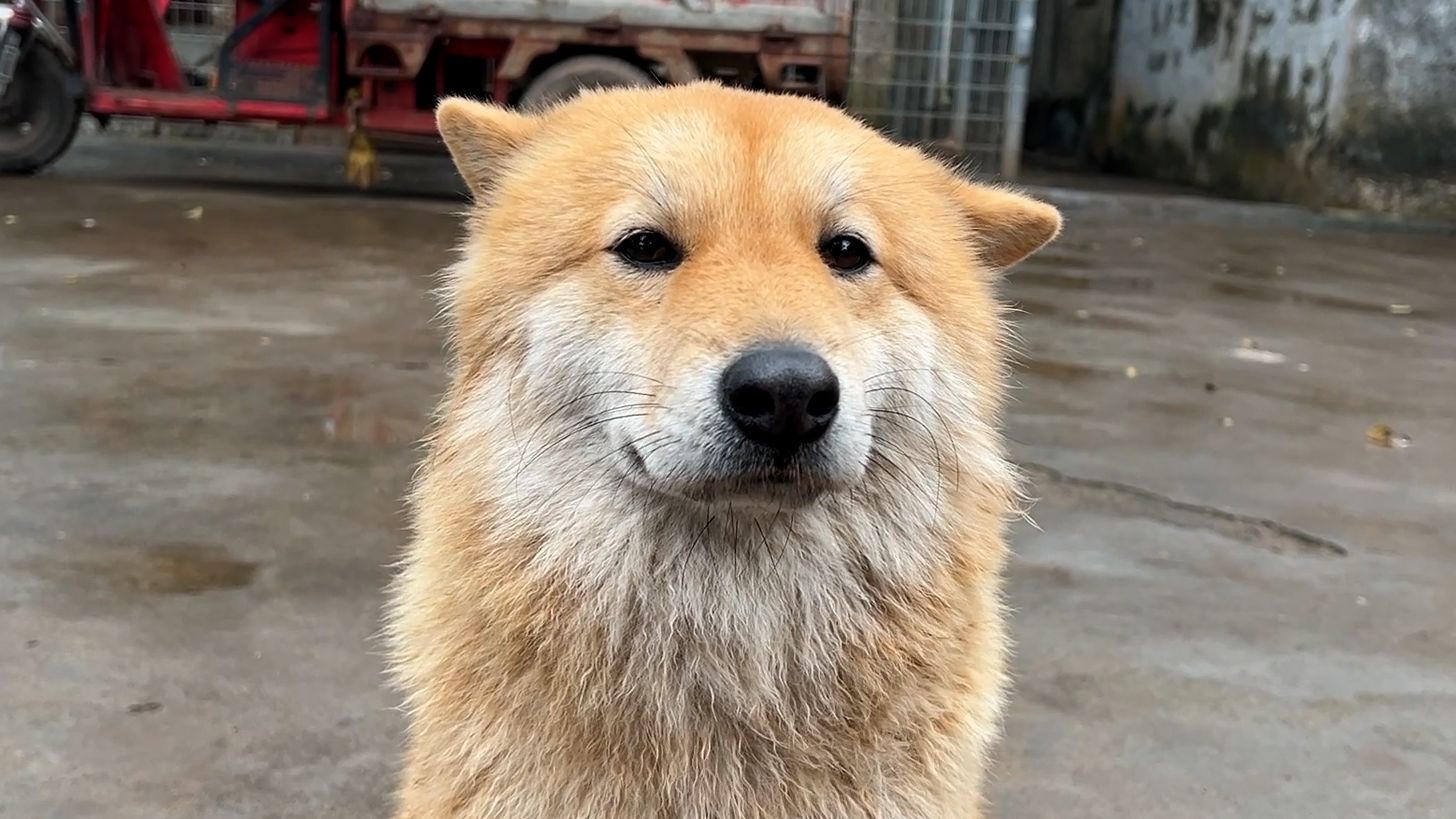 狗子:不开心,好不容易弄脏又被你洗没了