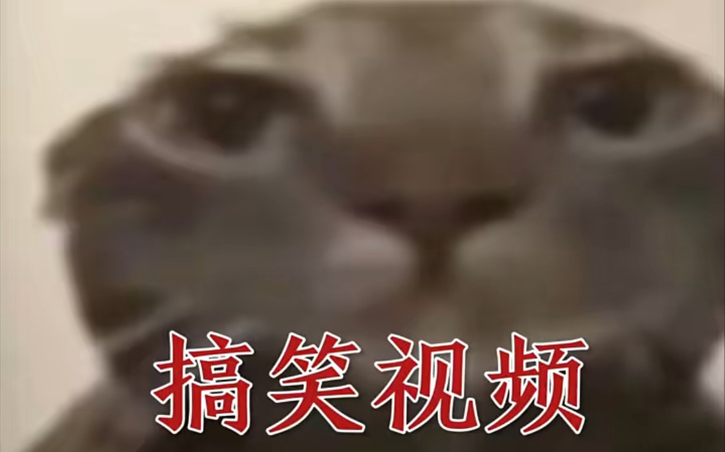 [图]小猫一唔～