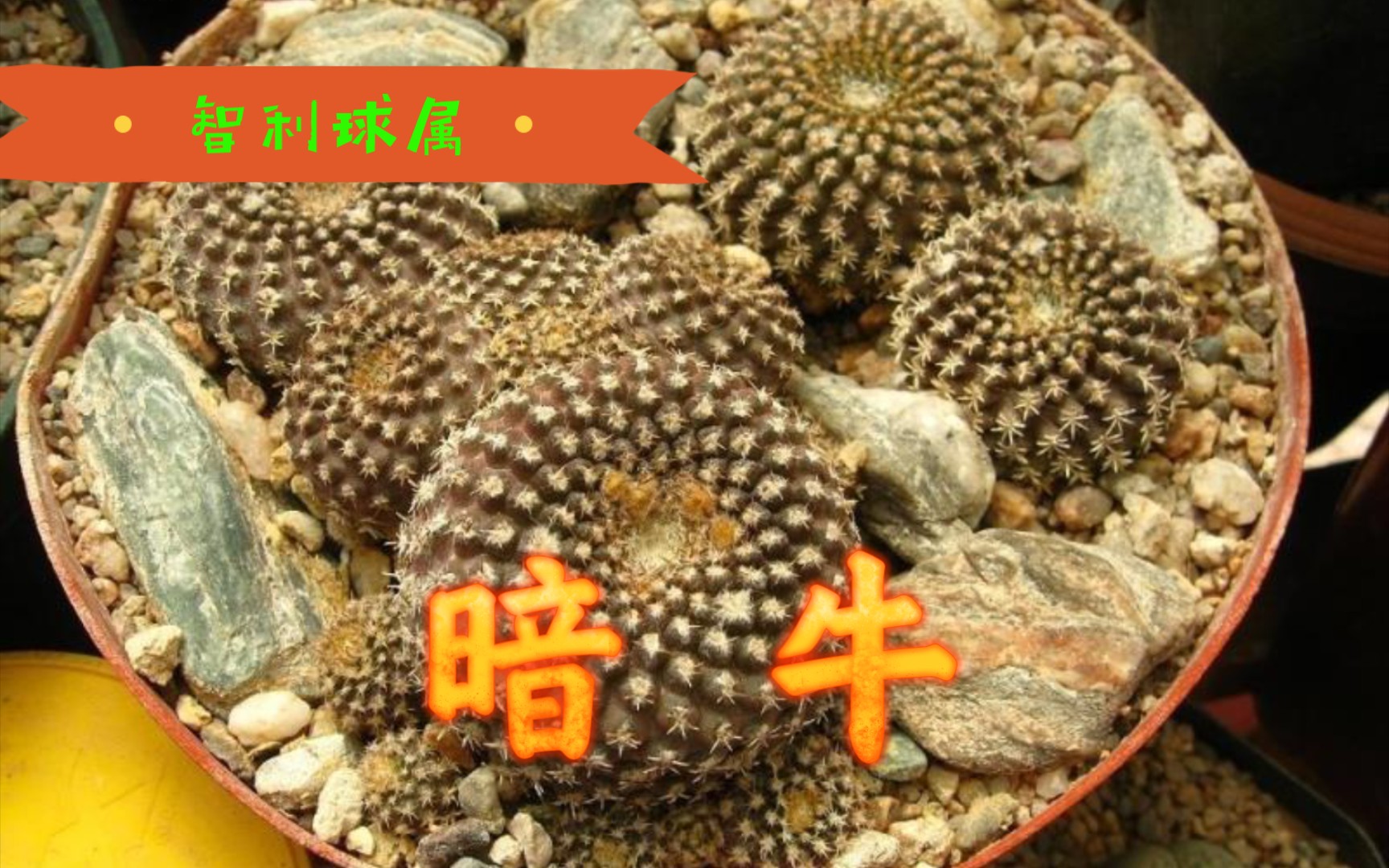 第408弹:聊聊靠海却依然不靠海的仙人球智利球属暗牛eriosyce krausii