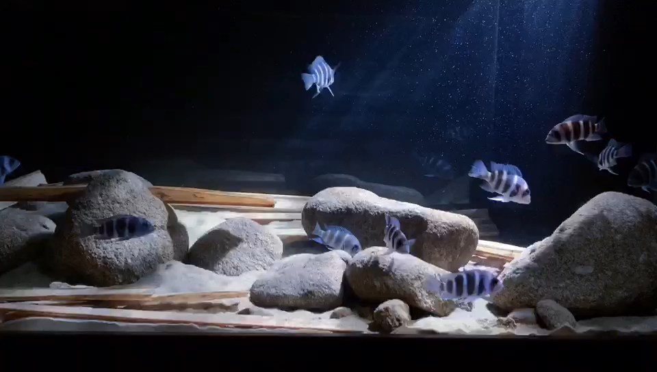 三湖慈鲷 萨伊蓝六间_哔哩哔哩_bilibili