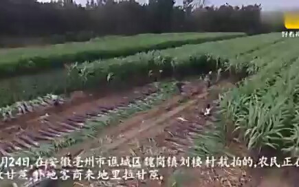 安徽省亳州市谯城区金秋时节哔哩哔哩bilibili