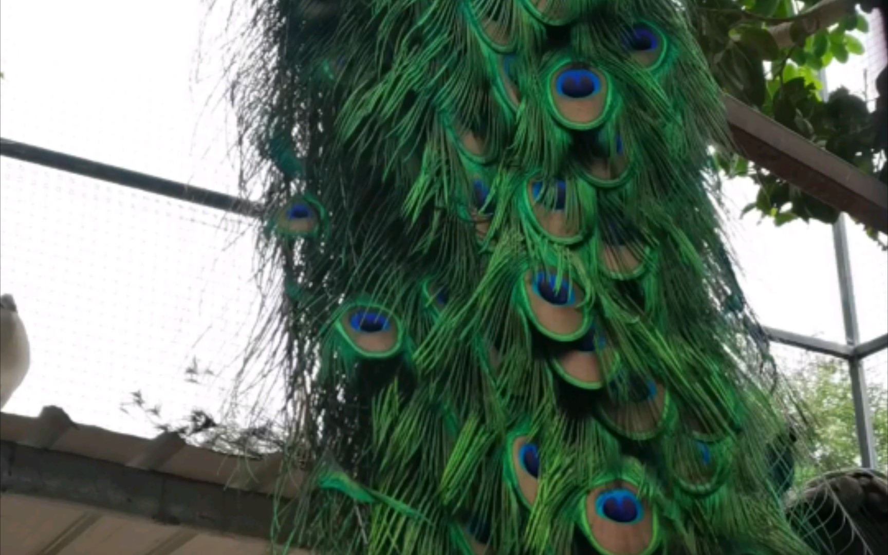 孔雀开屏:搞笑版!它对白鸽心动了?