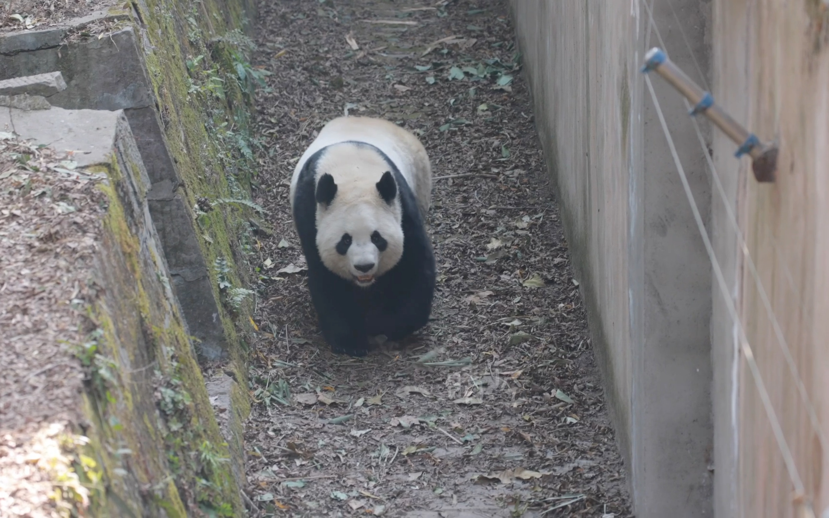 【大熊猫毛毛】毛毛女士,想与隔壁的邻居聊聊天