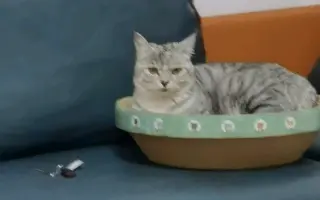 猫迷路了 哔哩哔哩 Bilibili 猫迷路了 哔哩哔哩 Bilibili