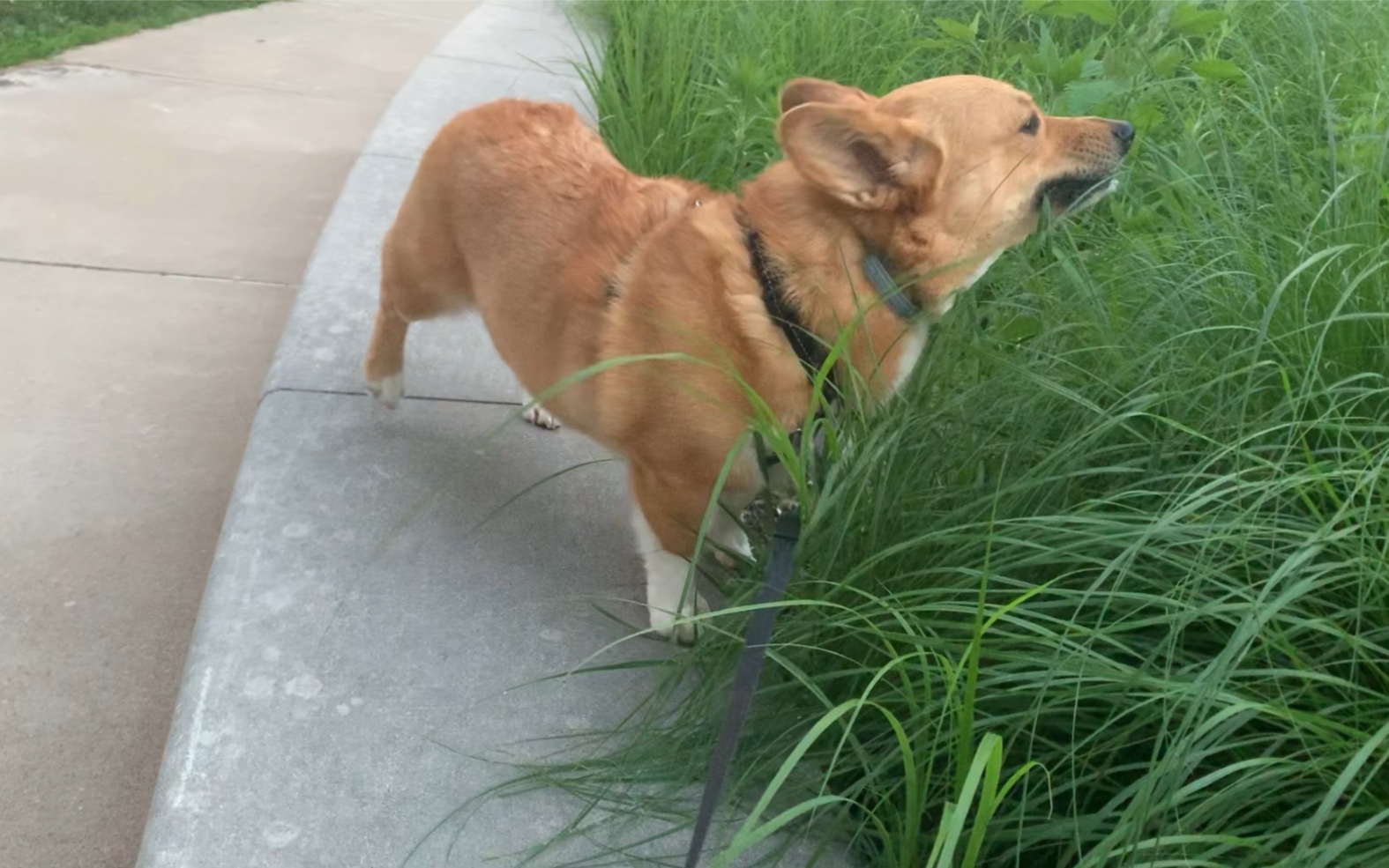 柯基吃草的表情也太搞笑了吧