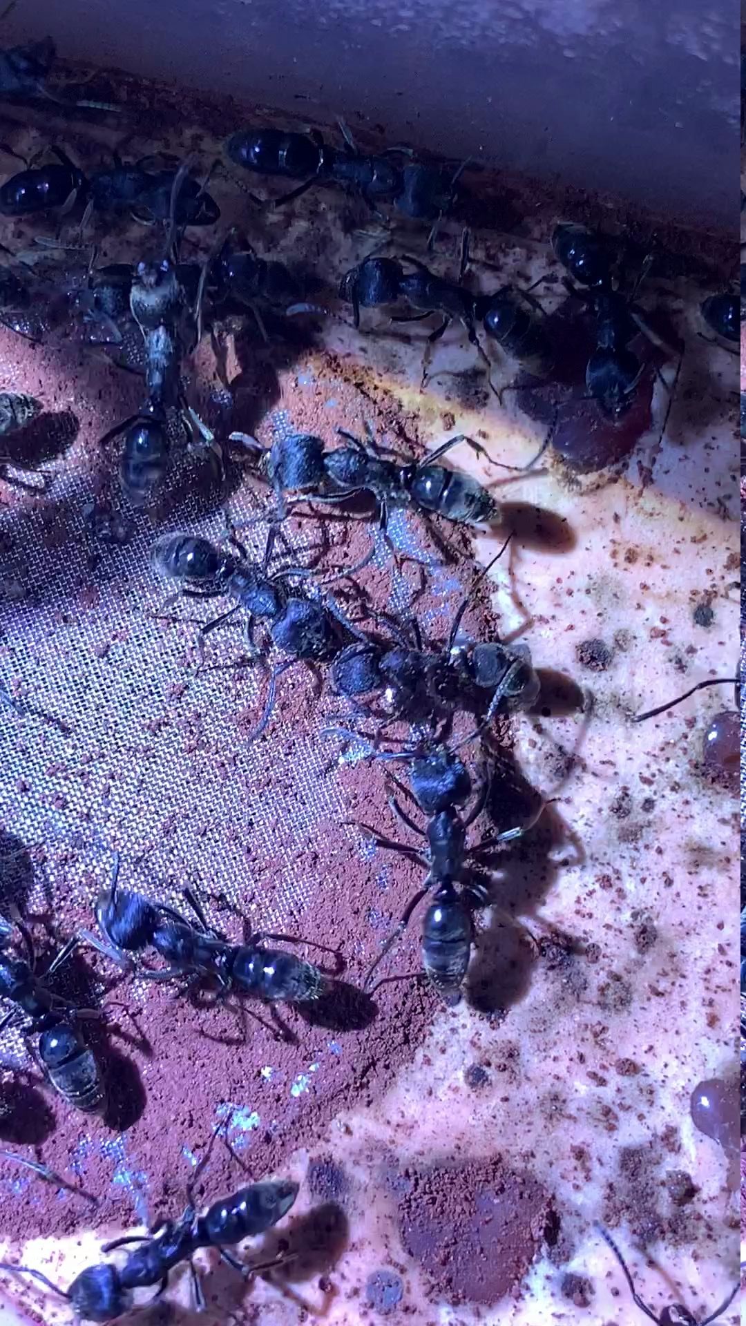 蚂蚁大战蟑螂图片