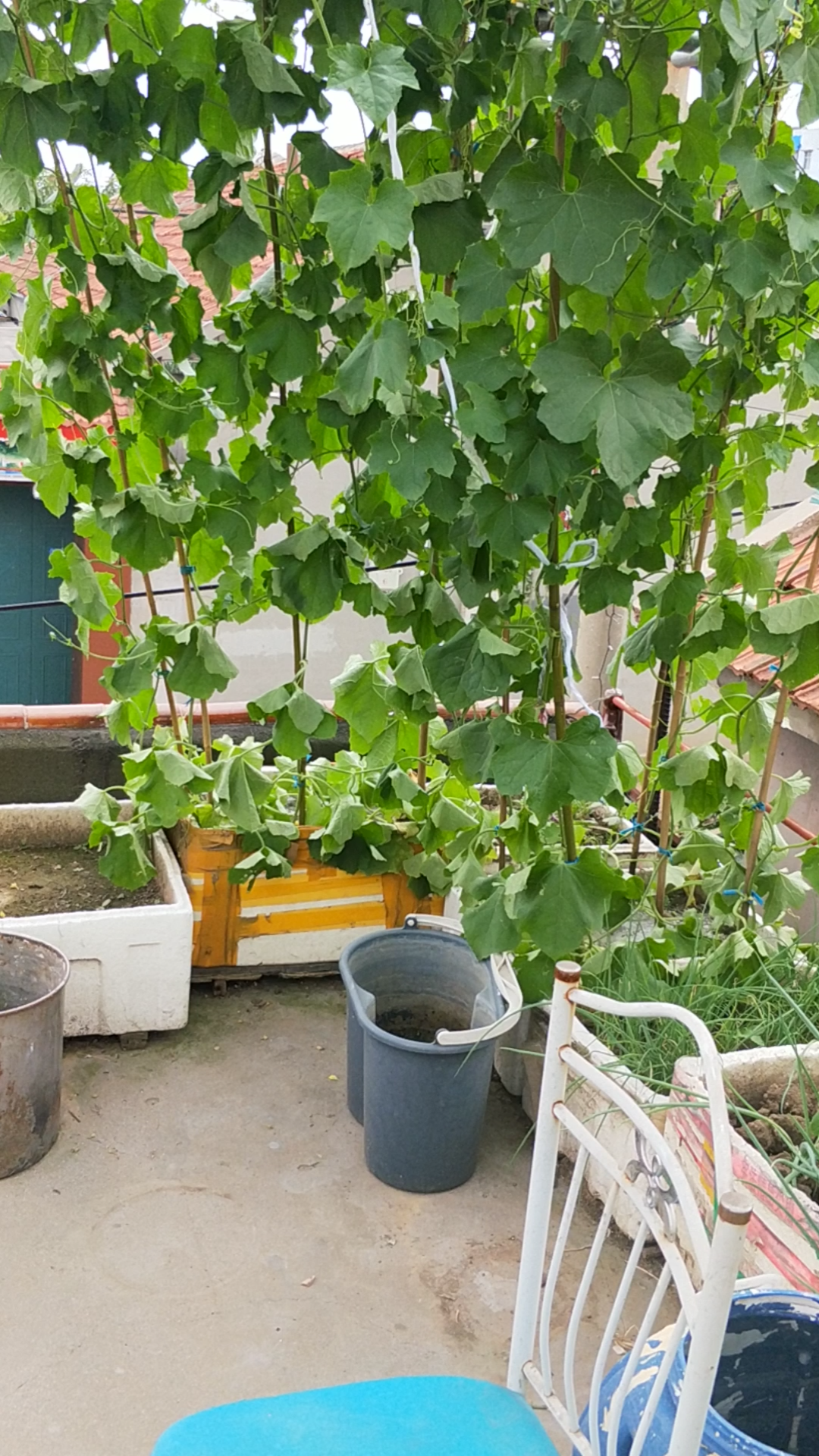 丝瓜需要雨水了,雨水来了.