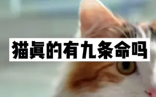 Download Video: 猫咪真的有九条命吗？