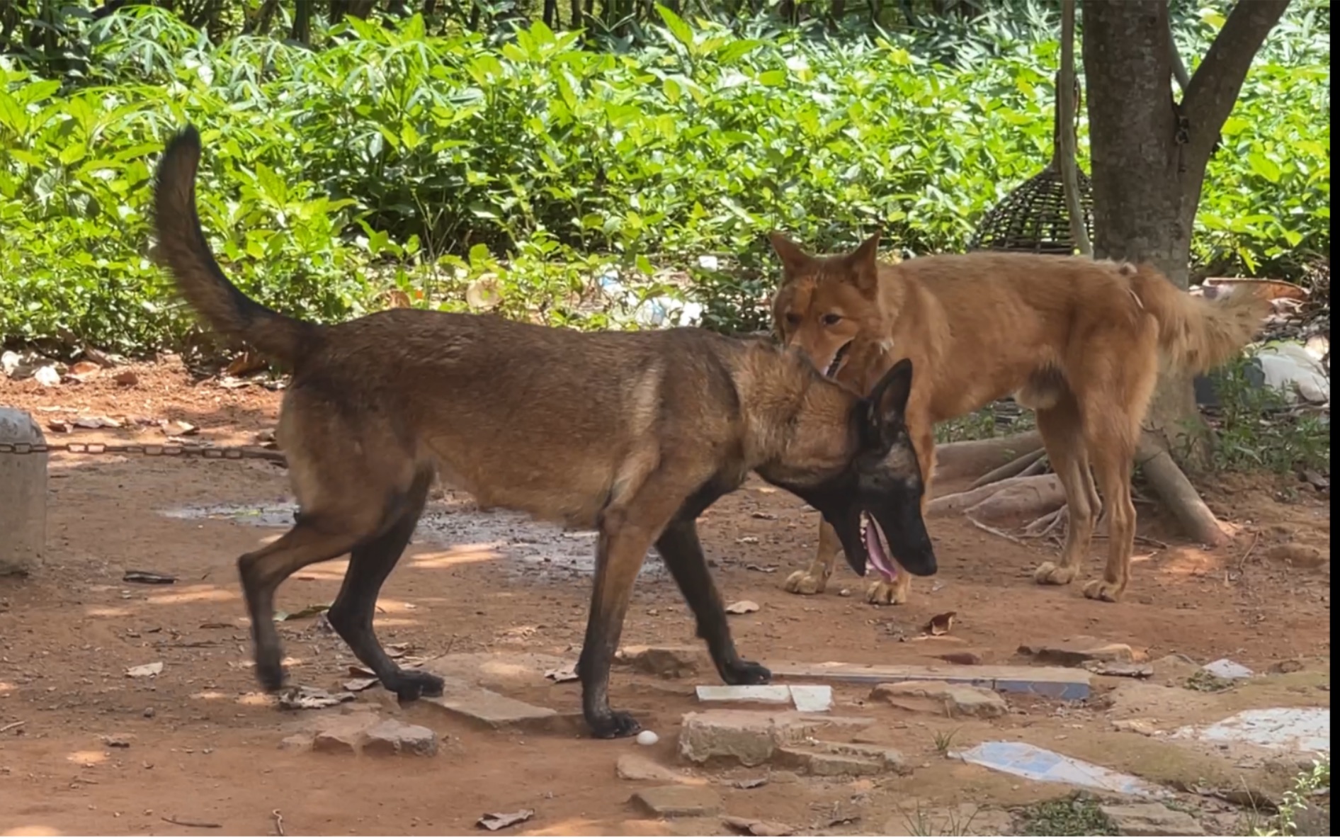 藏獒配马犬的后代图片