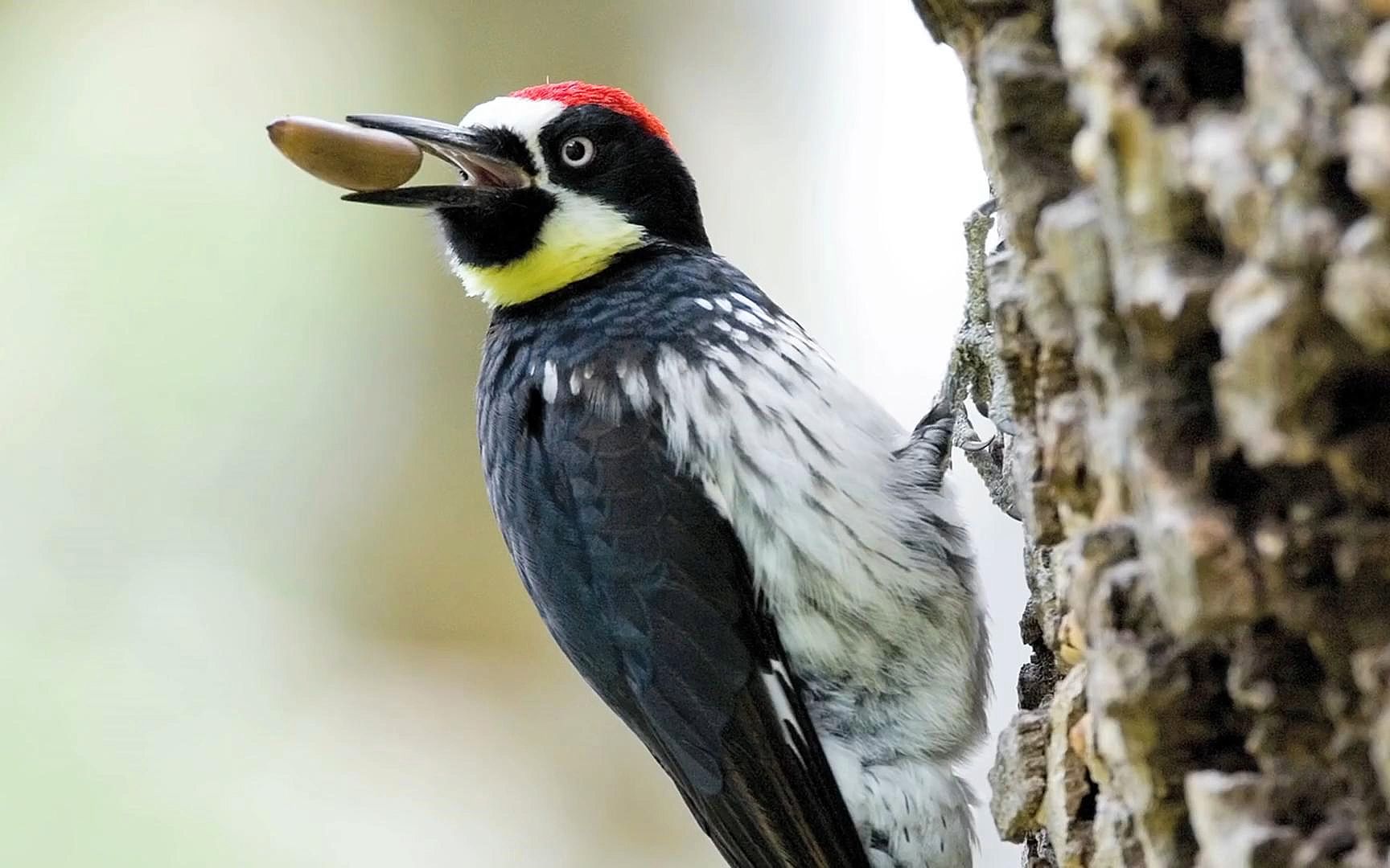 囤货大师之橡树啄木鸟,家底雄厚却时常遭贼惦记