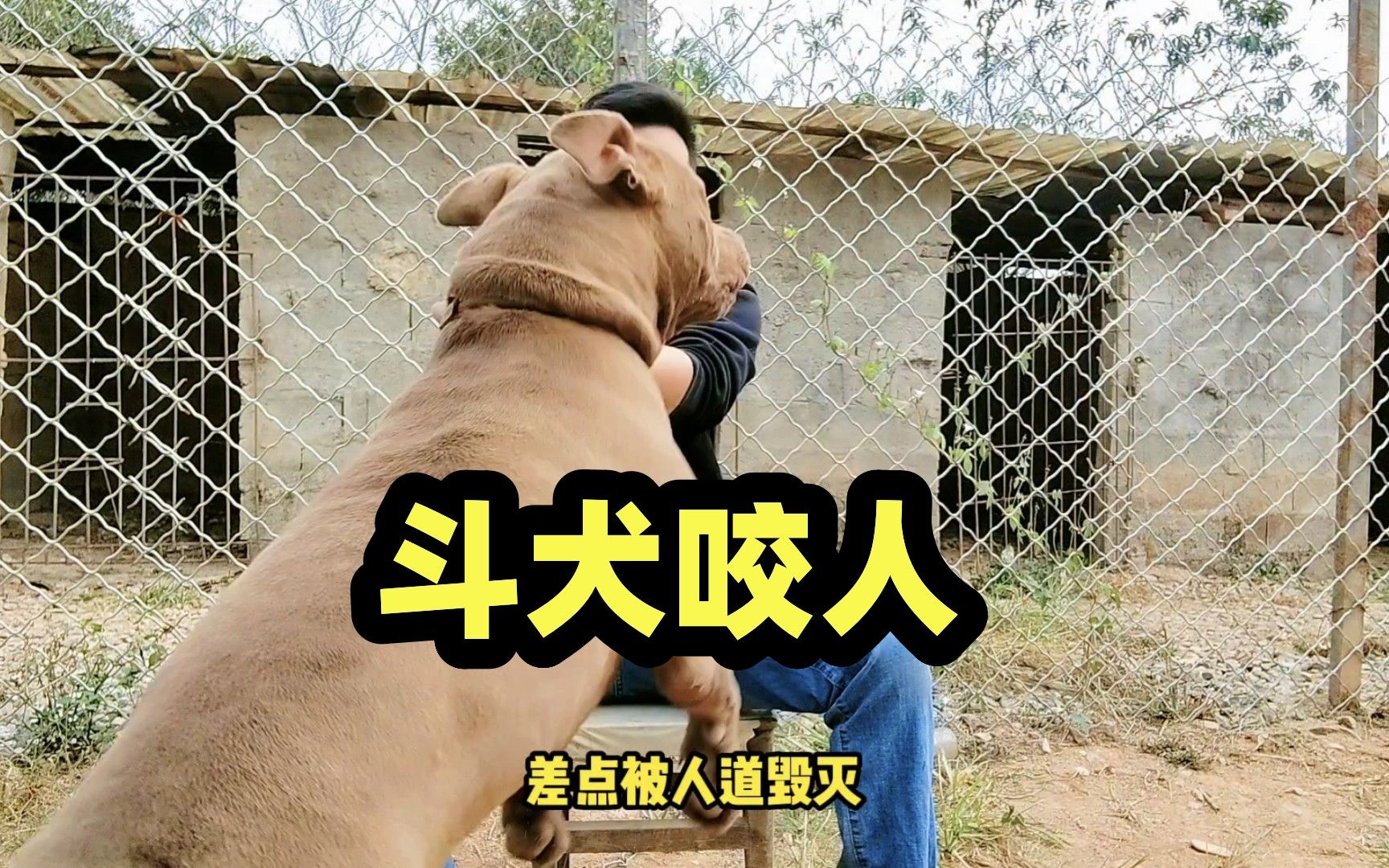 鬥犬比特發怒咬人險些被處理,東方猛犬藏獒在它面前進攻迅猛