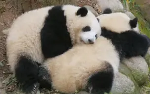 Скачать видео: 花叶是从小枕到大的好姐妹呀