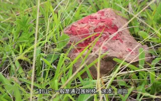野生生物之野生菌
