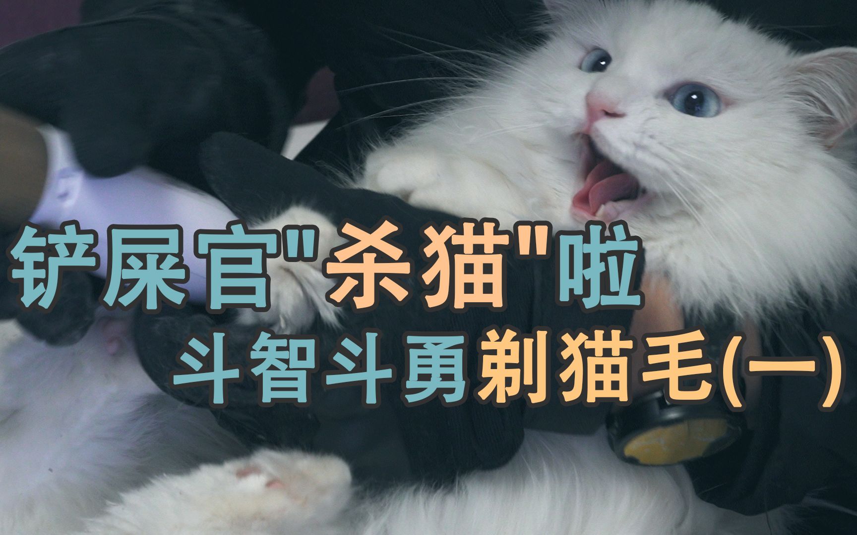 [图]【狮子猫】铲屎官”杀猫”啦——斗智斗勇(被咬)剃猫毛(1)